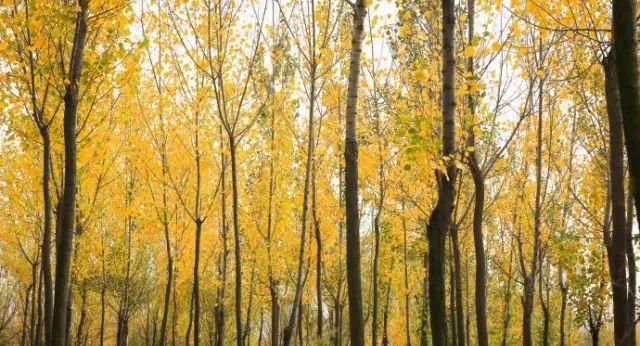 秋日里，山西20处绝美赏秋胜地美的像仙境