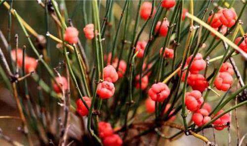  「随处可见」几十年前随处可见的杂草，现在被人们广泛种植！