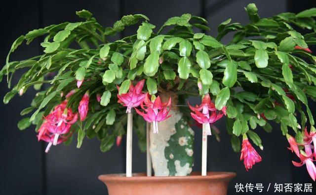 #杀菌#跟着老花农学自制杀菌水,再也不用担心被病虫害袭击啦!