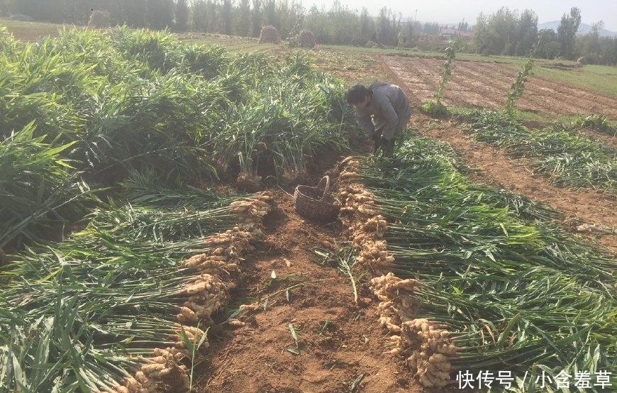 农民不种玉米种它，2元一斤，收入是种玉米的7倍