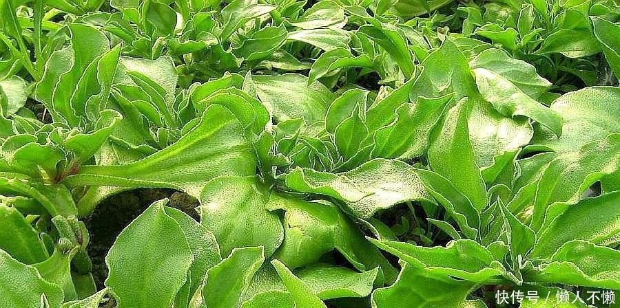  种子@农村的一种作物种植一亩只需5克种子，亩产达5千斤，一斤13元