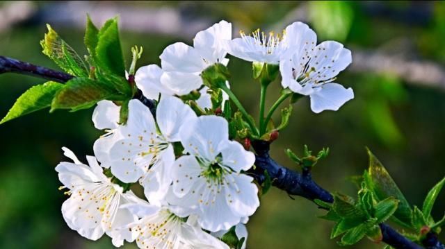 这里的樱花开放时，浓了春天，醉了游人！