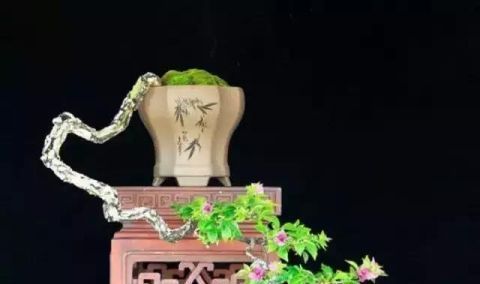 一组悬崖盆景佳作欣赏 可上九天揽月 可下五洋捉鳖