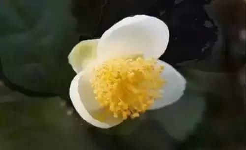  『州市』全国56市市花，你认识多少?