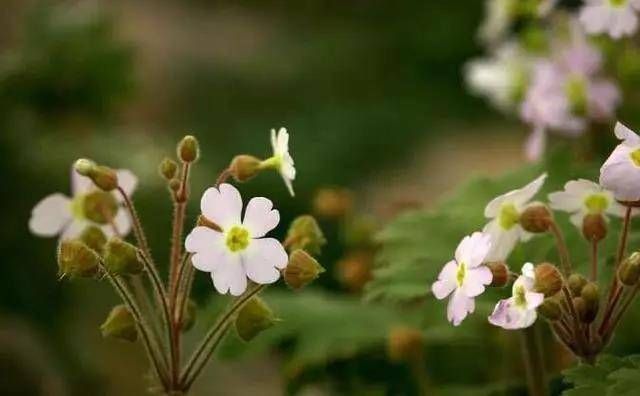  『玫瑰』天气暖和养这种花，价格便宜，比玫瑰还好看，花期能开达大半年