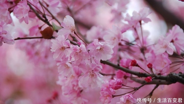 圆通花潮舞翩跹:三月春暖花开的季节,这里是昆明最经典的赏花地