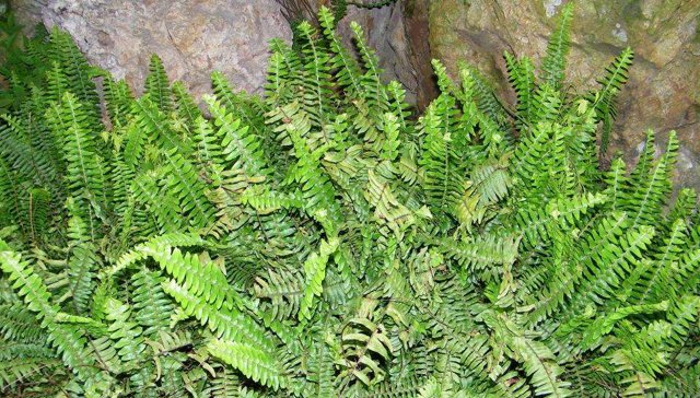  除掉：生于“石缝”，常被农民除掉，殊不知价值珍贵，36元一斤