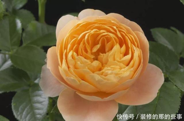 『漂亮』养花就养此3种,花大色艳开花漂亮,家里养一盆,高端大气上档次