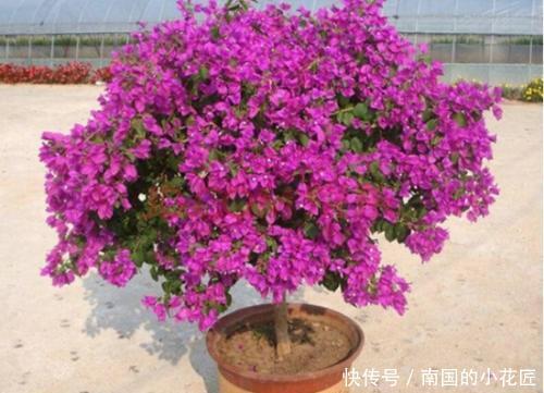 便宜|家里养花不用多,就这3种便宜花,安安稳稳开一年,值得拥有!