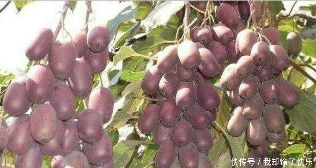  「一棵树」一棵树结不到100斤，果实比蜜甜，上市卖50仍抢手，果