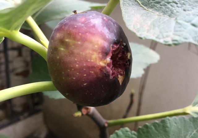 【节枝】秋季阳台种无花果,剪下1节枝,插盆里,来年结满果,好吃又美观