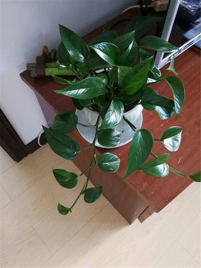 黄叶:办公室养绿萝,黄叶了,这样去管理才行!