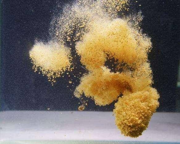  [钩饵在水底]为何钓鱼时，越到后期鱼口越差，难道真是进窝鱼越来越少么