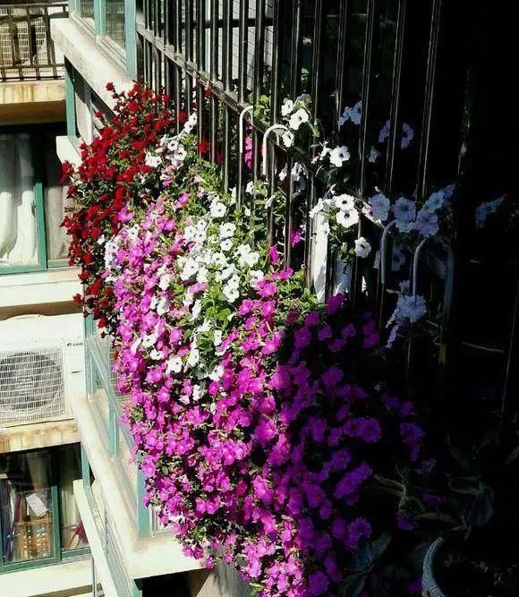  【满园】绿萝吊兰别再养,此花养法简单,花期7个月,一开就是花满园