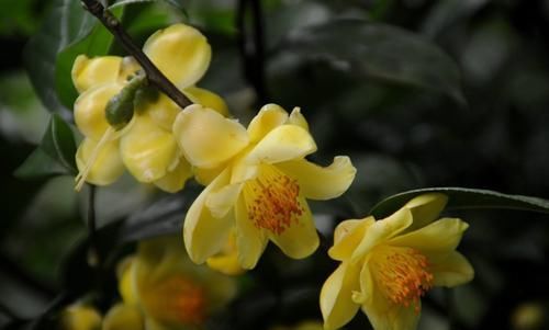  「金茶花喜欢」此花娇艳端庄，招财进宝，是茶花中的“皇后”，值得家庭养护