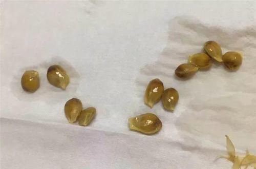  「增加光照」这水果太贵了，吃完留下核，还能种盆栽！