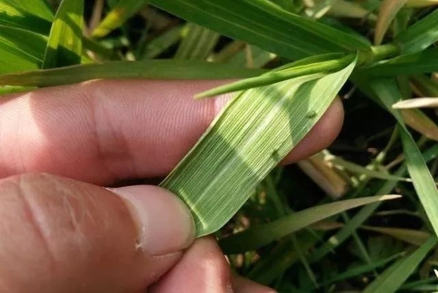  偏早|2020年立春偏早，小麦长势偏迟，早春该如何管理才能高产？