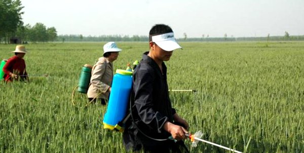  【中下旬】4月中下旬，小麦孕穗期，该打第一遍药了！用哪些药，你都知道吗