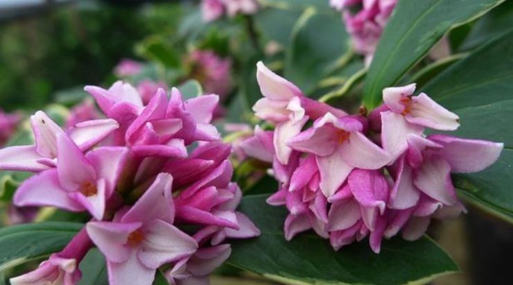  春天：春天来了,好活易爆盆,花姿妖娆,花开美轮美奂,摆哪里都是花园