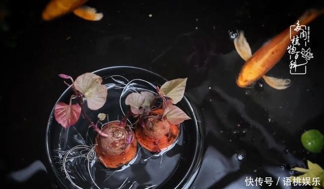 #喜欢#一粥一饭填饱肚子,一屋一花神仙日子!生命不止,玩趣不停!