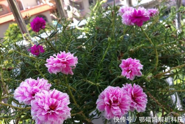  爆花@太阳花徒长成韭菜就是不开花？赶快砍头留桩扦插，爆花就是上百盆