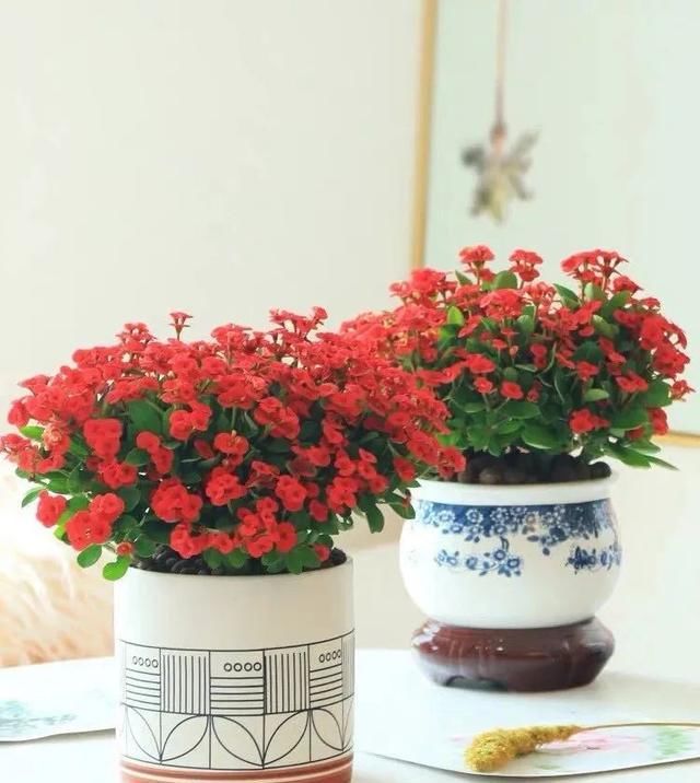  #喜欢疏松肥#家养四种耐旱花，少浇水、虐着养，开花多又早，漂亮极了！