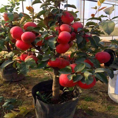  「果树」阳台也能种果树，植株矮小，年年结果，比雪梨还甜，埋土就活