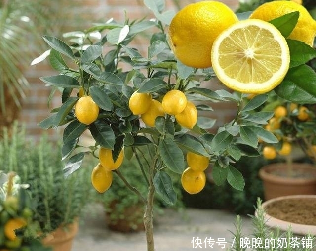  无花果：还在阳台种绿植现在流行养此些水果盆栽，好看又好吃