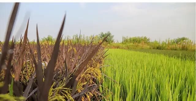  种树■“要想富，少种粮食多种树”，农村“种树热”的背后意味着什么？