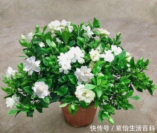  #高质量的水#栀子花养活太简单，三个陷阱不要碰