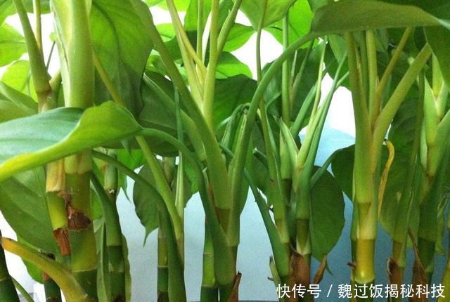 轻松:客厅养3种“绿植”,四季常绿,吸收灰尘又灭菌,轻松长爆盆