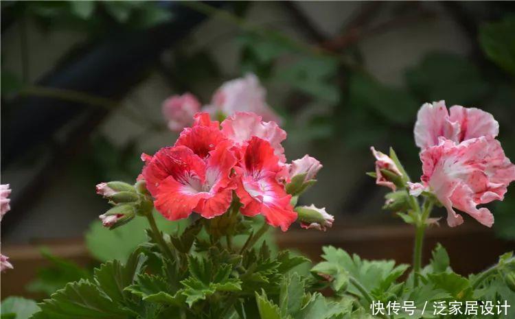 每种■110种天竺葵,每种都超美,看看你认识多少种?
