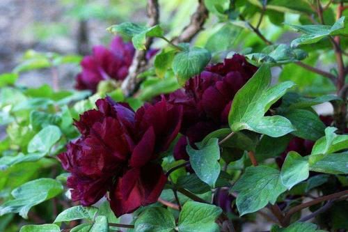  「种植」牡丹与芍药哪个好养活？牡丹为什么比芍药难养