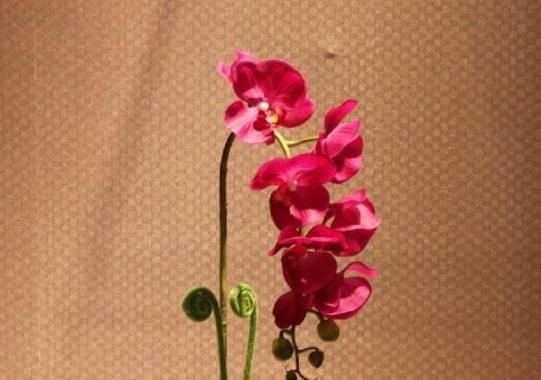  『花芽』天气热，蝴蝶兰要“降降温”，花芽蹿出头，盆盆开成“花蝴蝶”