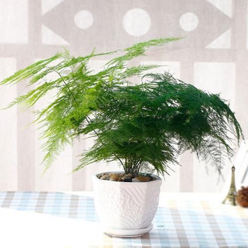  「阳光」常见的2种花，就喜欢阴凉处，阳光晒反而长不好