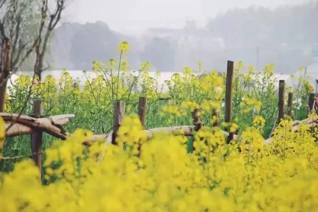 中国最美的油菜花海,油菜花逐渐“染黄”了神州大地