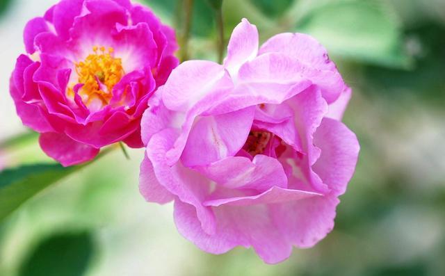 「花盆」适合夏天养的3种花,开花量大溢出花盆,颜色漂亮招人爱,美极了