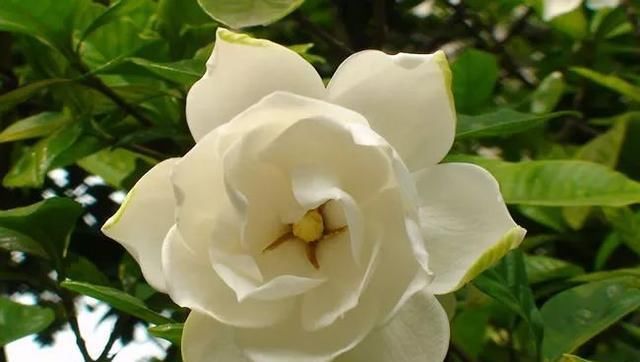  『栀子花』茉莉、栀子花期延长，开花不断的小秘诀