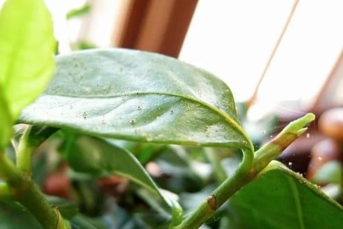  【清除】家里的盆栽植物也会感染红蜘蛛，要用什么方法来清除？