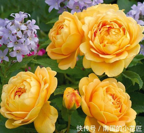 便宜|家里养花不用多,就这3种便宜花,安安稳稳开一年,值得拥有!