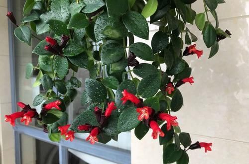  #绚丽多彩#这些花一开就是四季，花朵比拳头大，花色清新淡雅，花朵绚丽多彩