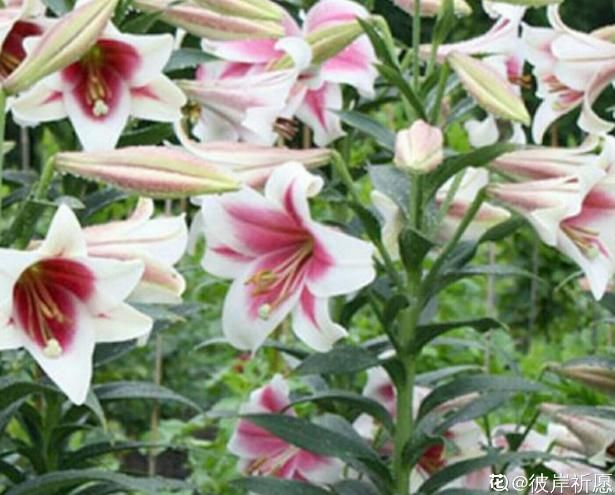  「适合」3月最适合种的花，门口栽一丛，开花又大又香