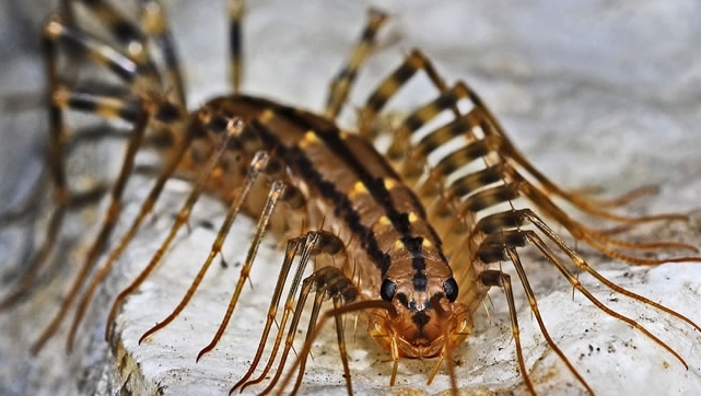 家里出现这种虫子可不能打，老一辈人是这么解释的，不妨了解一下