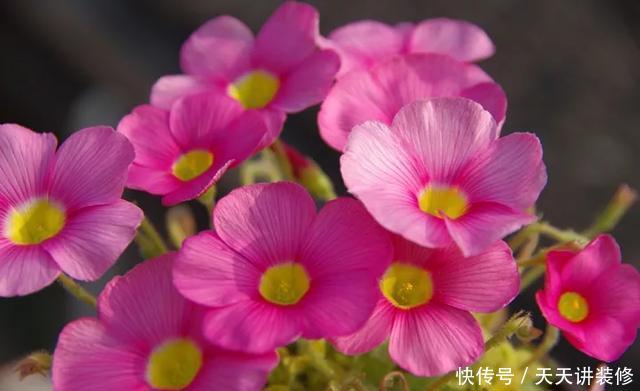  [图片作者]15种超级好养的花，不死鸟居然不是第一，“养花杀手”们试一试吧