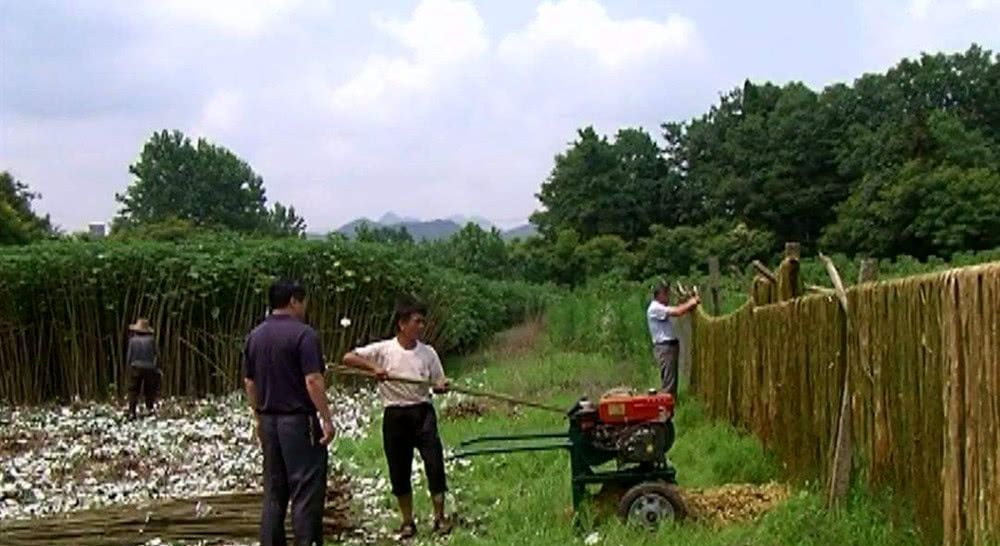  农村|一种植物“泛滥成灾”，农民成片铲除！只因没价值？