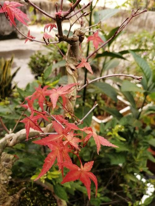  [红枫]红枫养护大全，养出“火焰色”，把握几个小窍门，盆盆价值不菲