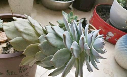 【艺术感】玉露“发功”成景天?2种方式把多肉搭配成让人羡慕的盆栽