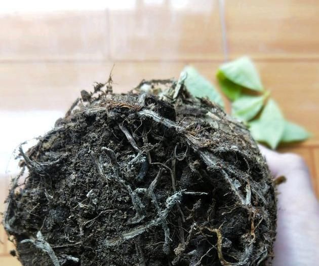 放到阴凉通风■花卉烂根不用慌，按照方法处理，快速长出新根