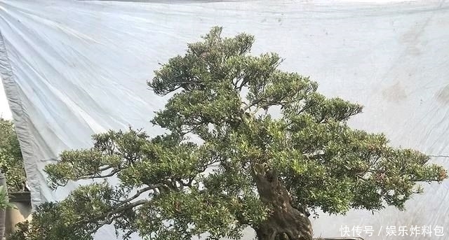 『朱立明』欣赏朱立明的盆景,学会体贴!