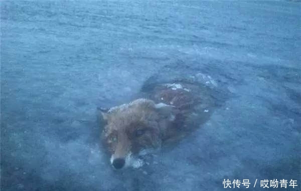 男子在结冰的湖面上溜冰,往湖面下一看,竟让他差点吓到心脏病发